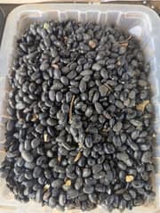 Frijoles por libras