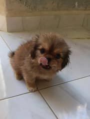 Cachorro Pekines Macho