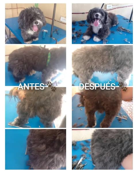 Dyna's Estética Canina