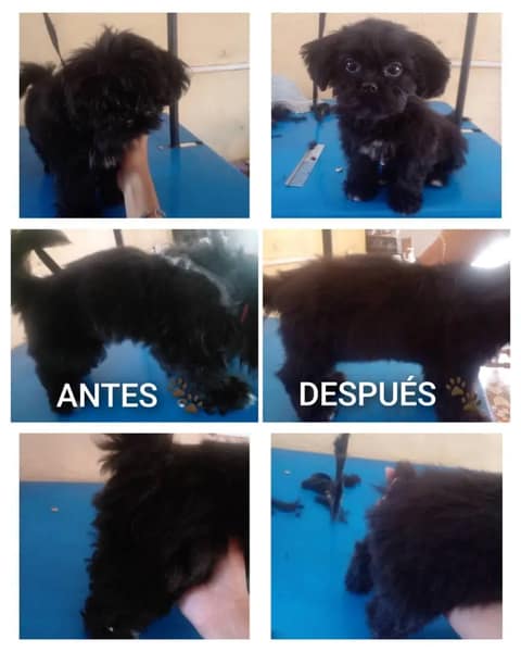 Dyna's Estética Canina