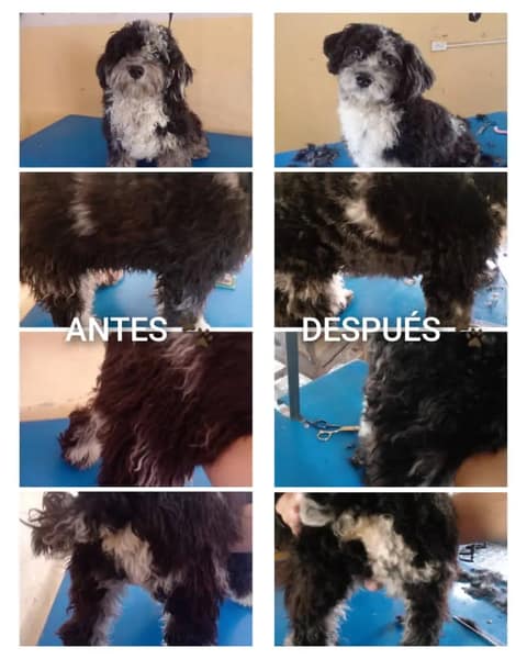 Dyna's Estética Canina