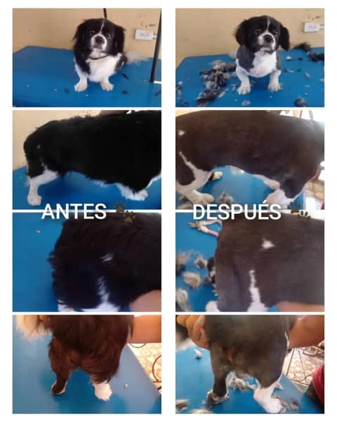 Dyna's Estética Canina