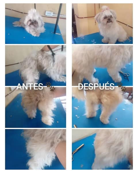 Dyna's Estética Canina
