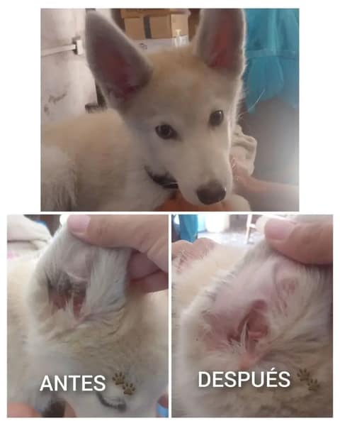 Dyna's Estética Canina