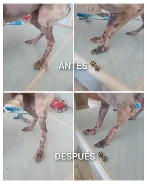 Dyna's Estética Canina