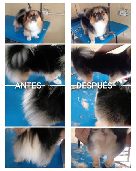 Dyna's Estética Canina