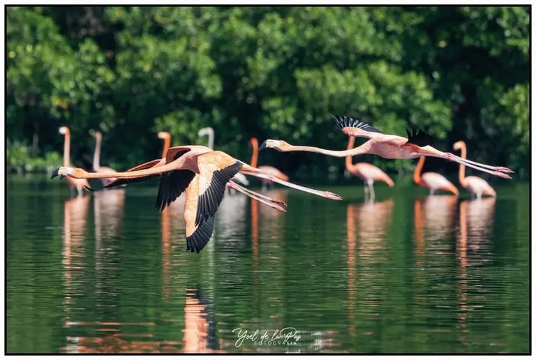 Laguna Guanaroca: flamencos y aves