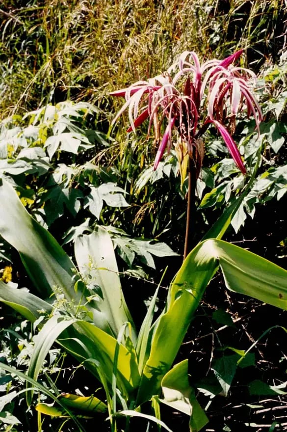 Jardín Botánico de Cienfuegos