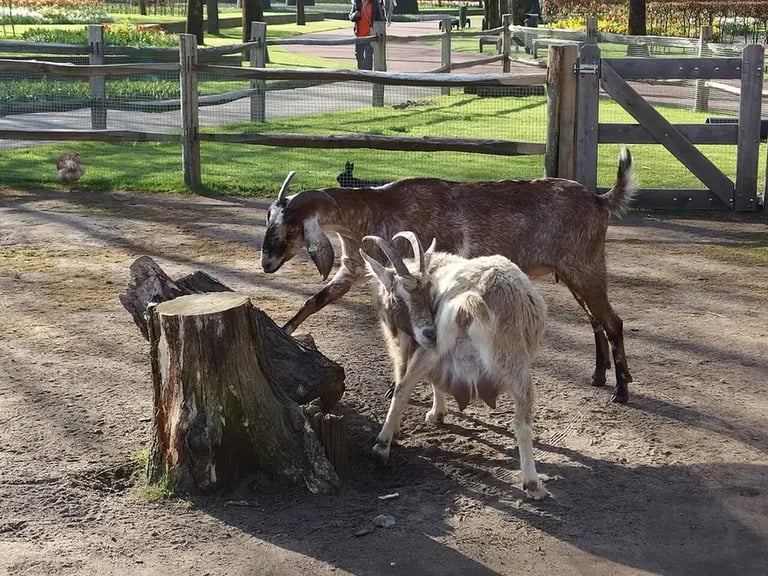 Mini-granja: contacto con animales