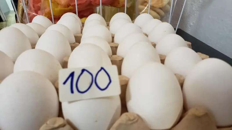 Huevos
